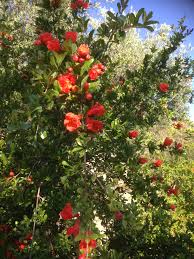 Maybe you would like to learn more about one of these? Plants For The Mediterranean Climate Protection Of Soil Erosion
