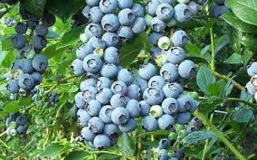 There are no reviews yet. O Neal Southern Highbush Blueberry 1 Gallon Shrub Fruit Blueberry Bushes Southern Highbush Togogarden
