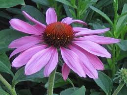 Image result for Echinacea purpurea `Magnus`