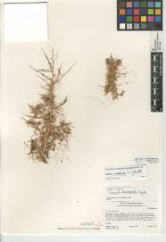Image result for Cuscuta hyalina