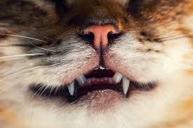 The basics of cats and tooth loss. Best Foods For A Toothless Cat Little Miss Cat