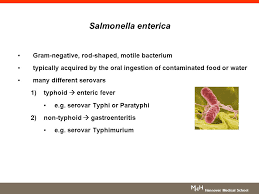 Salmonella enterica serovar typhi, the cause of typhoid, is host restricted to humans. Hannover Medical School January 25 Th 2010 Salmonella Enterica Serovar Typhimurium Exploits Inflammation To Compete With The Intestinal Microbiota Stecher Ppt Download