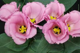 Image result for eustoma flamenco