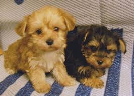 Black And Tan Yorkie Poo Puppies For Sale Yorkie Poo Yorkie Poo Puppies Puppies Cute Animal Pictures