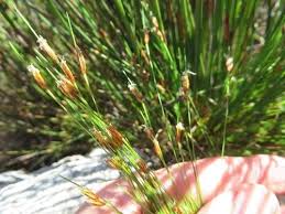 Image result for Ficinia