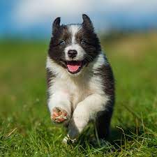 Adopt border collie dogs in oregon. 1 Border Collie Puppies For Sale In Portland Or Uptown