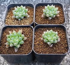They often grow close to the soil and in dry period. Haworthia Cooperi Var Pilifera Jdv Haworthia Thailand Facebook