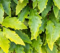 Image result for Fagus sylvatica Cockleshell
