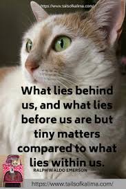 Can Cats Eat Dog Food Whencatsdie Kitten Quotes Therapy Cat Cat Quotes Funny