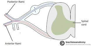 The Brachial Plexus Sections Branches Teachmeanatomy