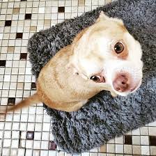 Maybe you would like to learn more about one of these? The Demonic Dog Whose Adoption Post Went Viral Has Found A Home This Dogs Life