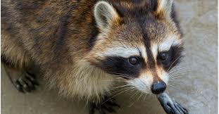 Nuisance Pests Don T Care If They Disrupt Your Life Nor Do They Care If You Have To Spend Thousands Of Dollars To Get Animals Raccoon World Animal Protection