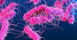 Image result for Shigella