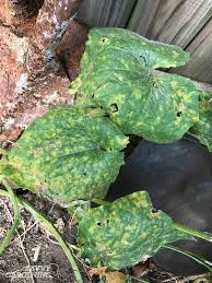Cucumber Plant Problems Identification And Organic Solutions