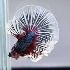 Live Betta Fish Etana Gladiator Hmpk Limited Premium Male From Thailand Betta Betta Fish Fish