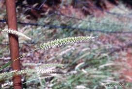 Image result for Cenchrus biflorus