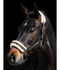 halfter sparkling felix buhler sparkling kramer pferdesport pferd und reiter reiten pferd