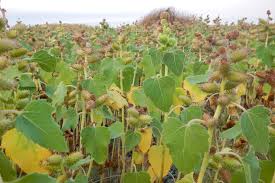 Image result for Xanthium