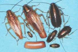 Cockroaches Umn Extension