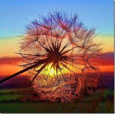 Dandelion Sunset Nature Photography Photography Subjects Amazing Photography