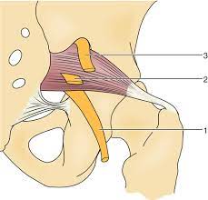 58 Piriformis Syndrome Clinical Gate