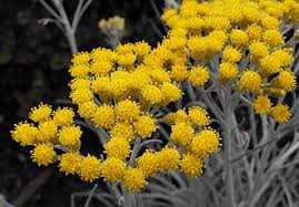 Image result for Helichrysum aureum