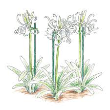 We did not find results for: 8 Tropical Bulbs For Your Garden Garden Gate
