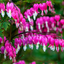 Buy Dicentra Spectabilis Plants J Parker Dutch Bulbs In 2020 Bleeding Heart Flowers Perennials Pink Perennials