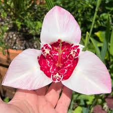 Image result for Pavonia