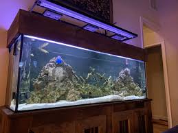 Aquarium large broken boat ornament fish tank separated sunk shipwreck decor. Inspiration For Non Naturalistic Aquascapes Reef2reef Saltwater And Reef Aquarium Forum