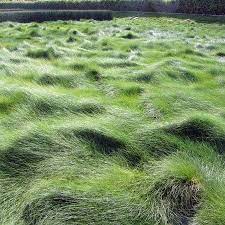 Creeping Red Fescue Green Meadow Growers Grass Alternative Grasses Landscaping Fescue Grass
