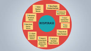 13 adaptasi /perubahan fisiologi pada bbl selama dalam uterus, janin mendapatkan oksigen dari pertukaran gas melalui plasenta. Respirasi By Mohd Mutalabisin