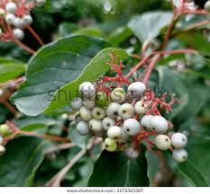 Image result for Cornaceae