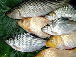 Yang pada insang mereka harus mampu mendifusikan air sembari menjaga kadar garam dalam cairan tubuh secara simultan. 17 Jenis Ikan Air Tawar Dan Gambarnya No 1 Jenis Ikan Purba