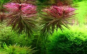 Image result for Limnophila