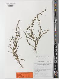 Image result for Diplacrum africanum