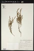 Image result for Erica wildii