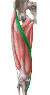 Sartorius Muscle Muscle Anatomy Sartorius Muscle Iliotibial Tract