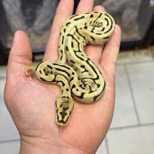 1.0 Fire OD Leopard Spider Het.Clown. #python #ballpythonsmorphs  #ballpython #snake #snakesofinstagram #reptiles #livingart #herp  #herpetology #wilbankscaptivebredreptiles