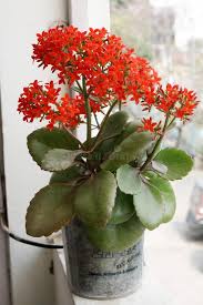Image result for Bryophyllum pinnatum