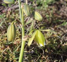 Image result for Albuca nigritana