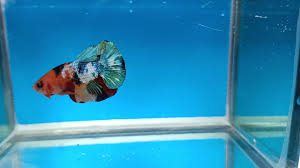 Cupang multicolor yang bagus warnanya harus balance. Ikan Cupang Nemo Multicolor Full Blok Youtube