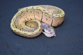 Reptiles magazine (2017) expert care for emerald tree boas. Do Ball Pythons Bite Ball Python Breeder Uk