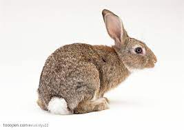 宠物宝宝 可爱的灰兔子 rabbit pictures cute animals rabbit facts