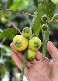 Image result for Syzygium jambos