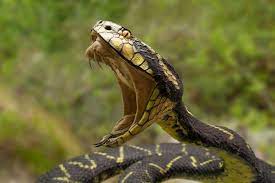 Occasionally, the venom may be prematurely expelled from the fangs before they puncture the skin, which can also result in a dry bite. Snake Bite First Aid The Do S And Don Ts Upmc Healthbeat