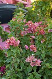 Posibilitate de achizitionare de pe platforma sicap ( seap ). Dwarf Pink Bougainvillea Desert Horizon Nursery