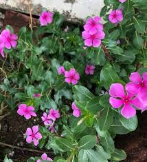 Image result for Catharanthus