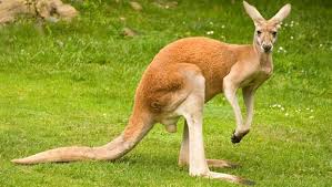 Ob auf raten oder bequem auf rechnung, entscheide selbst, wie du zahlen möchtest. Kangaroo Dream Symbol Kangaroos Like Koalas Are Cute Animals That Seem Very Fun However Despite This Popular View Kangaroo Red Kangaroo National Animal