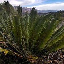 Image result for Encephalartos transvenosus